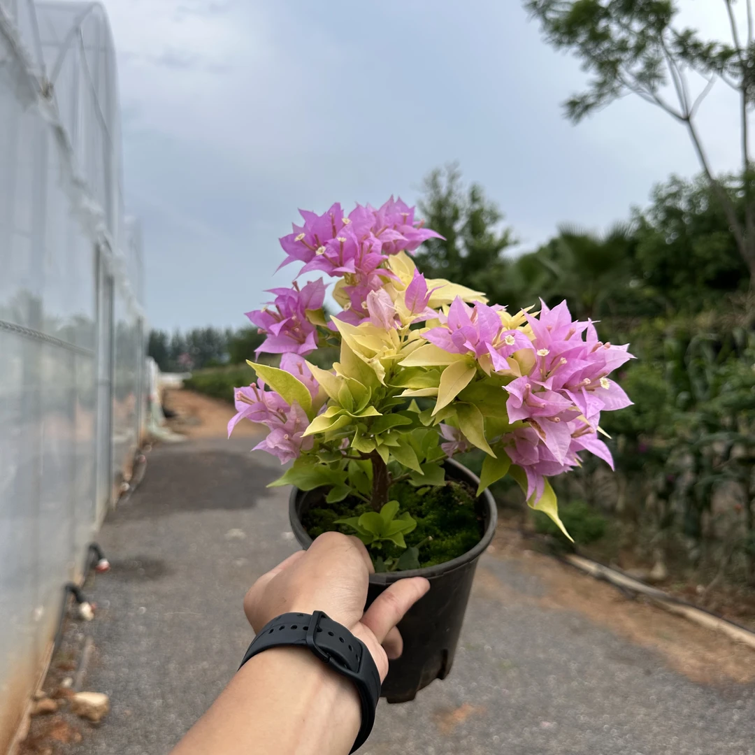【粉红豹】金叶超稀有三角梅勤花推荐可阳台可地栽原盆原土有根系