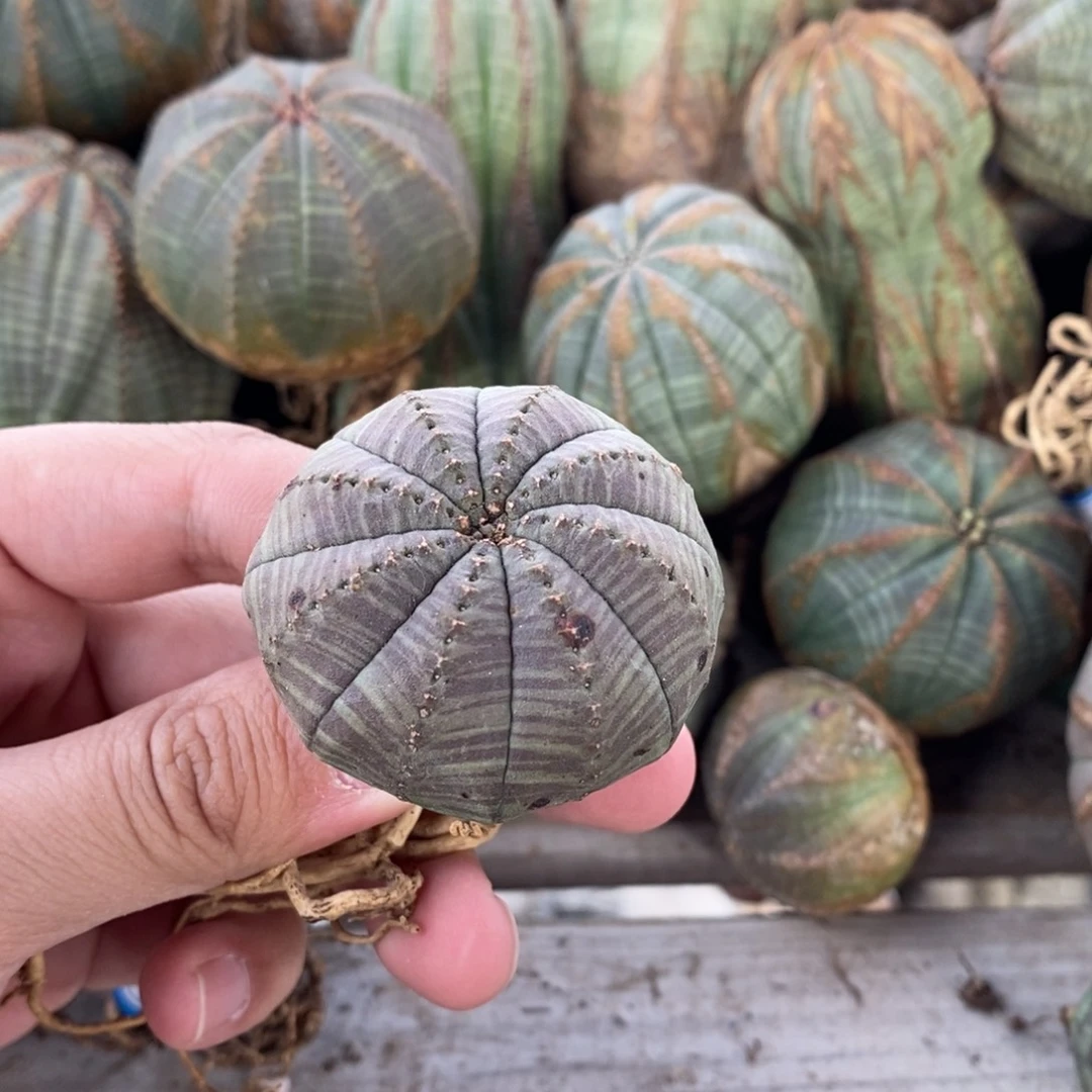 2 欧系实生布纹球多肉植物