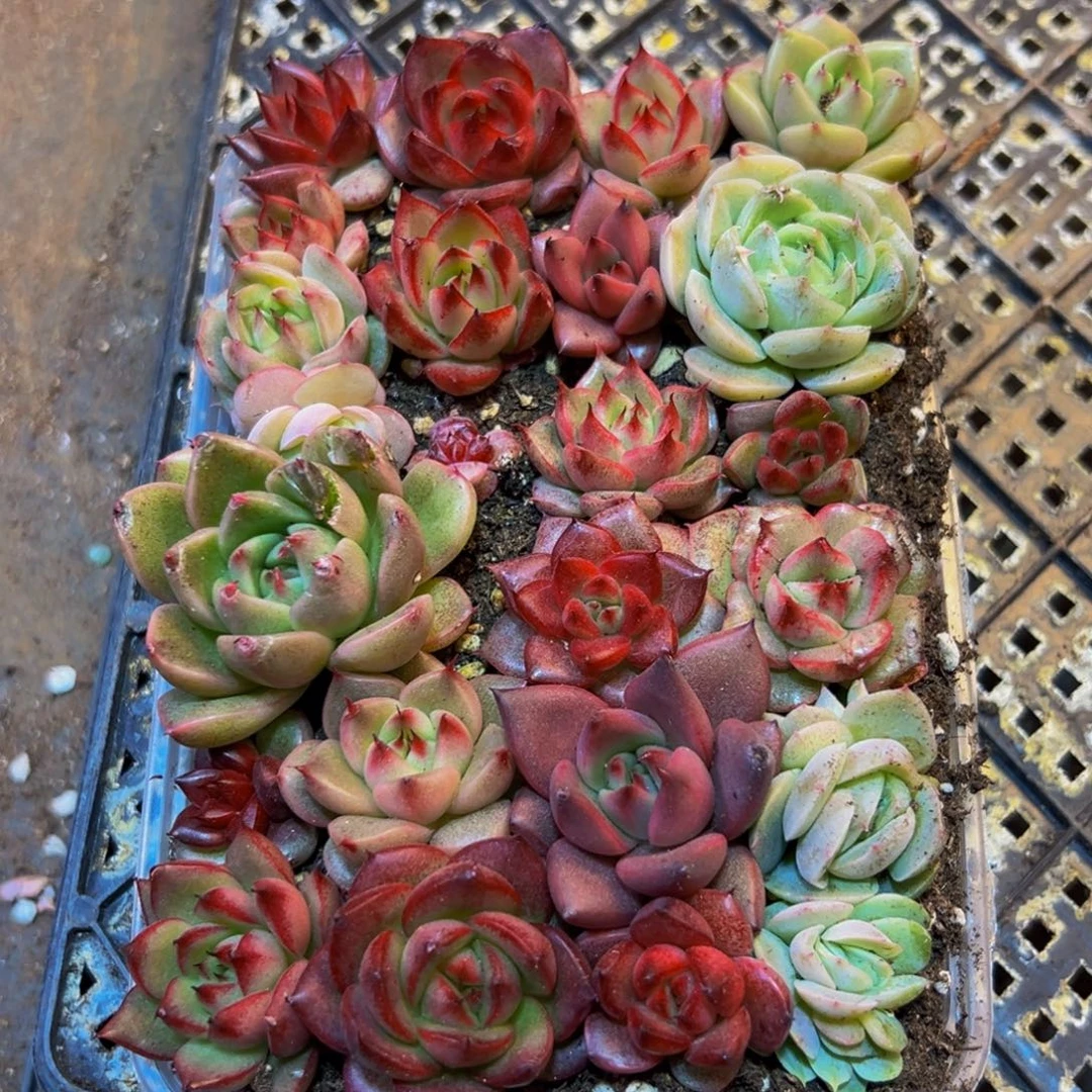 302新的点点滴滴点点滴滴