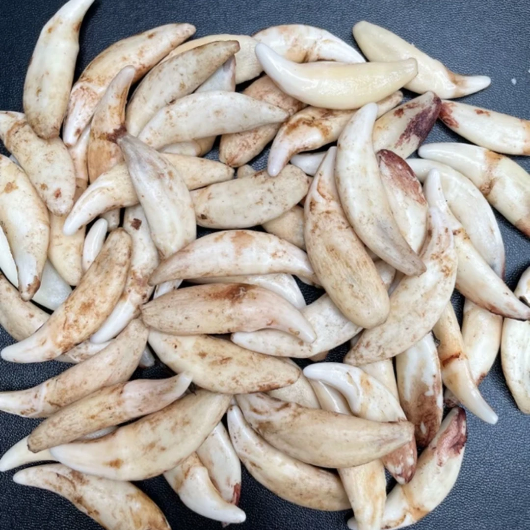 直播间一物一拍 黑狗牙吊坠挂件创意饰品钥匙链