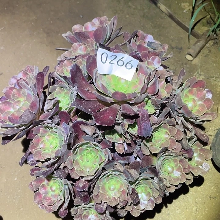 多肉植物法师266花呐