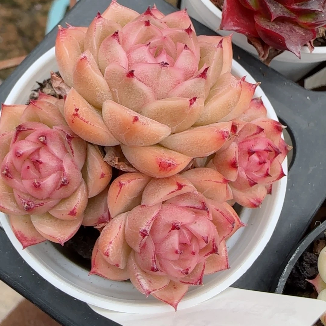 花语逸境0209-251