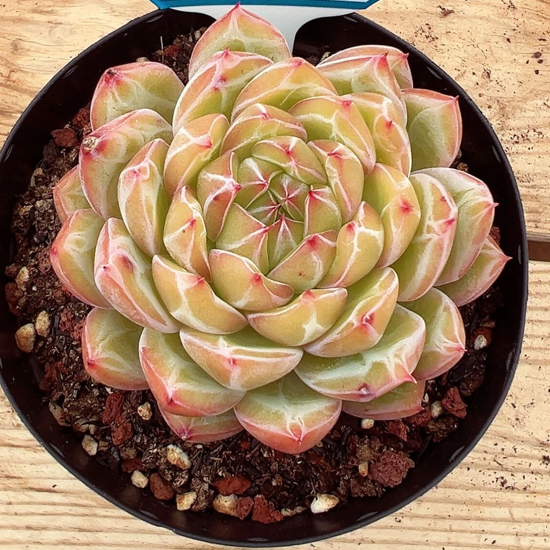 1103-57雪花珍妮。