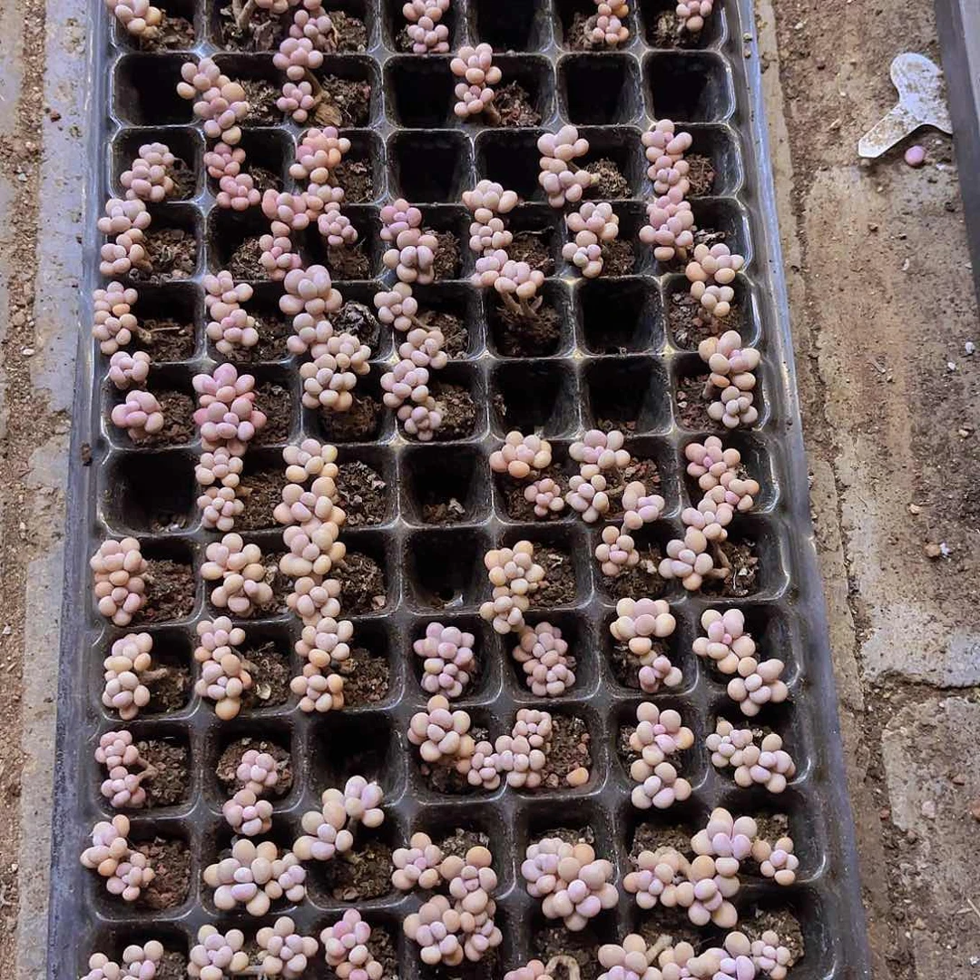 桃蛋一颗量拍1111