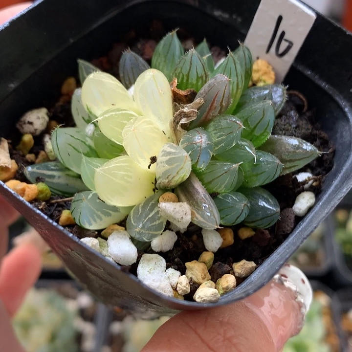 霓虹灯玉露锦带盆土发货