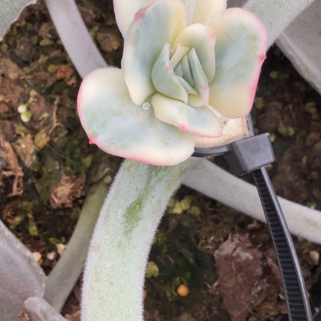 晨露锦多肉锦植物