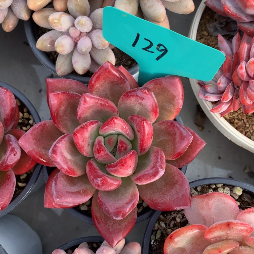 和费斯托727272737272