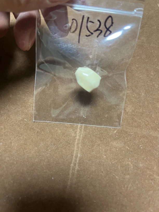 01538亚齐猛犸鲨鱼背配饰