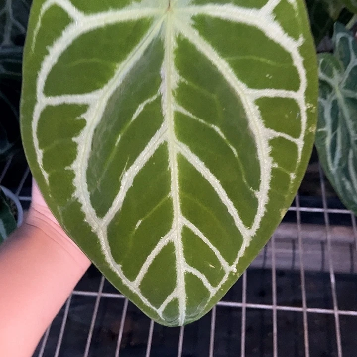 完全开放skgx撕裂纹
