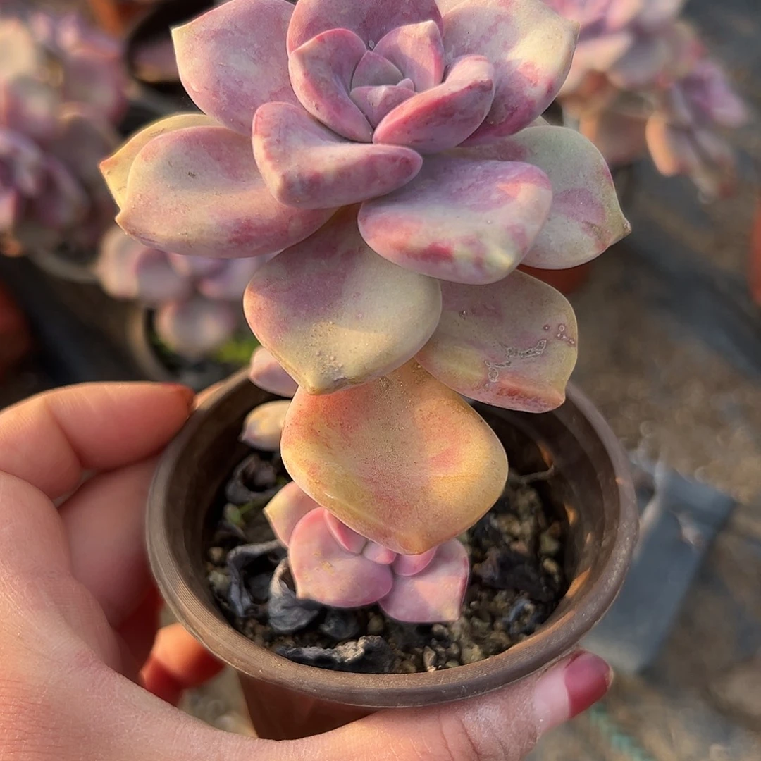 多肉植物鹅肝紫乐