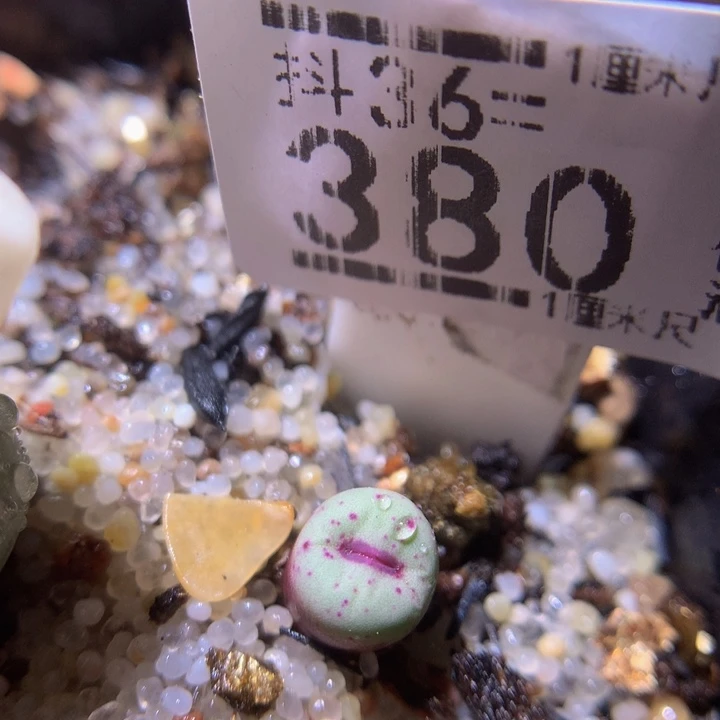 精品生石花36.380