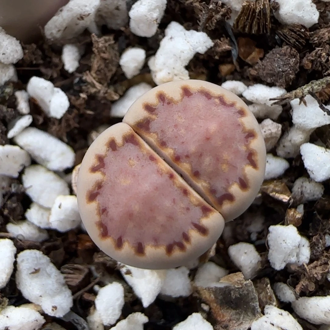 6.29。.013粉红色微腿9014