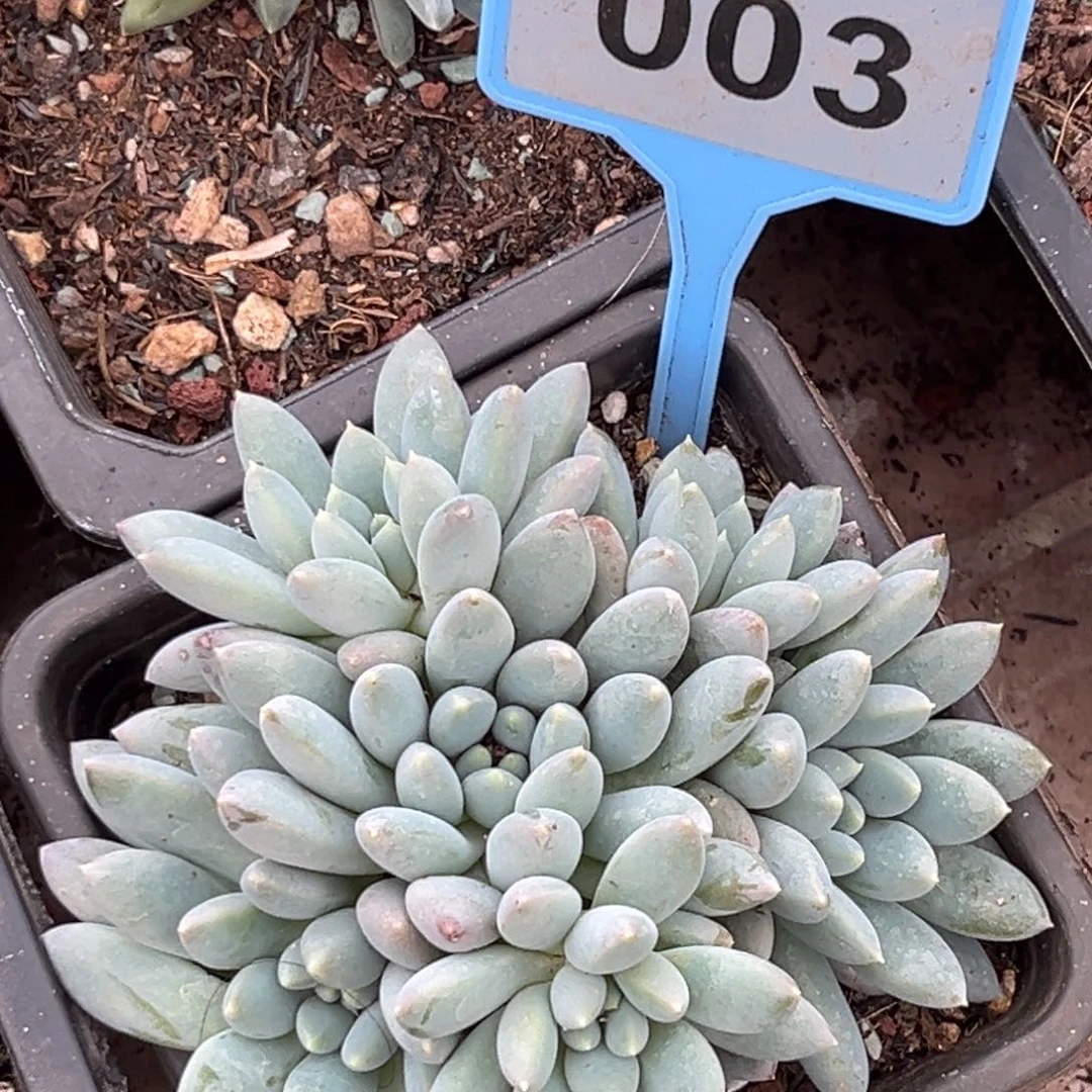 多肉植物奶糖群003