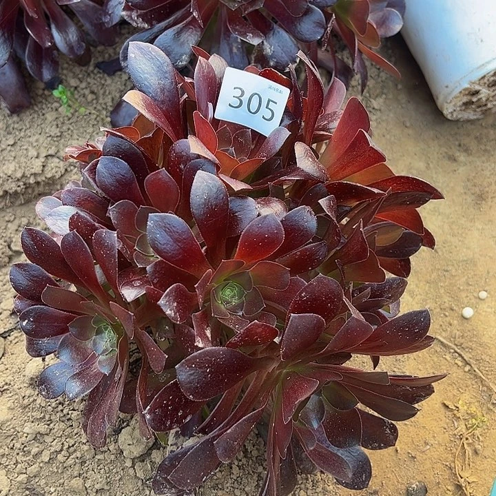 305梅花波迪绣球新桩