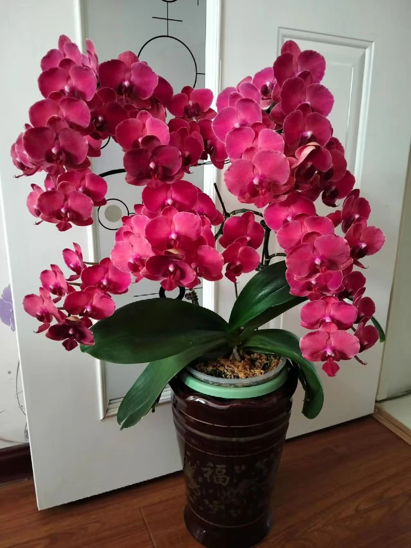 【3花剑百日红蝴蝶兰】高档百日红客厅卧室观赏绿植年宵花优选盆栽