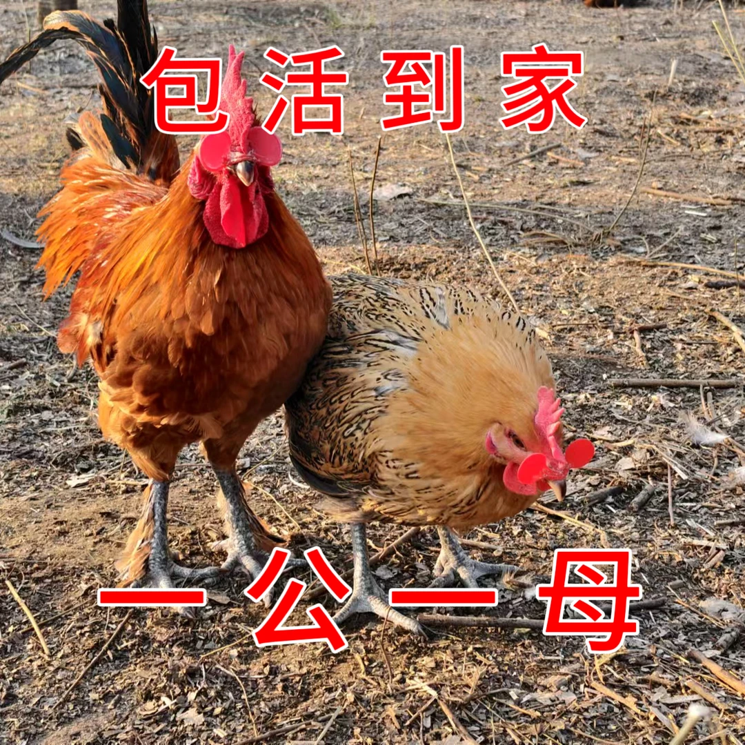 一公一母两只七斤以上 安徽大别山散养土鸡麻黄鸡顺丰包邮GM
