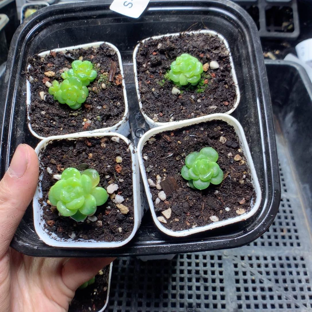 无花朵?**✨S36英语英语英语英语