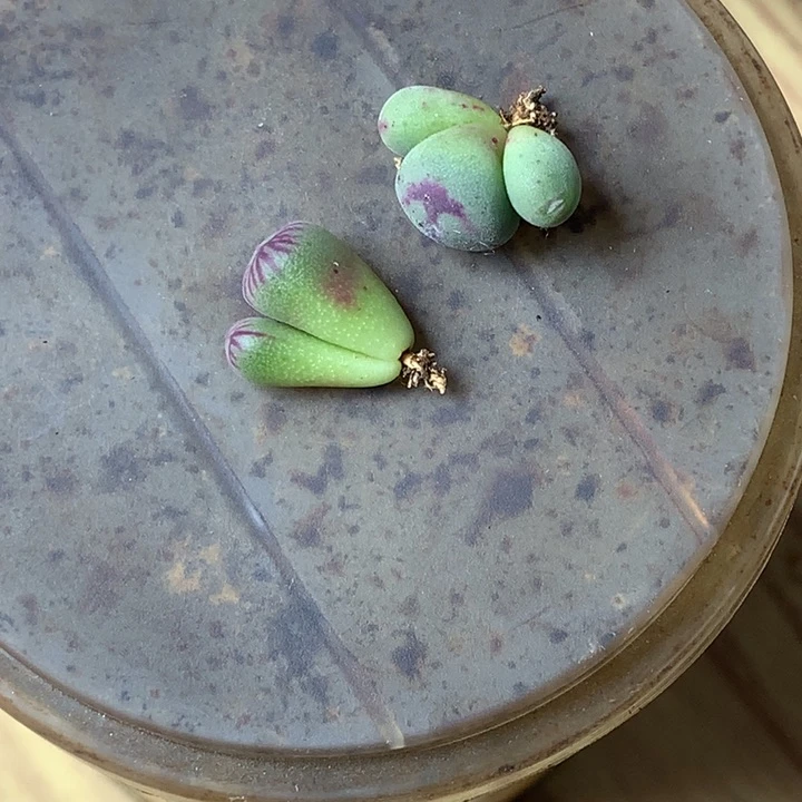 呆*精品多肉植物大战僵尸先生