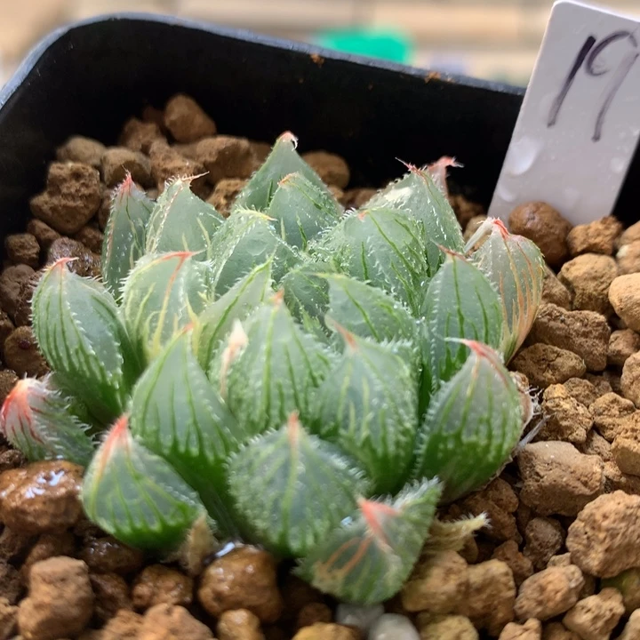 19号白泽毛玉露一物一拍