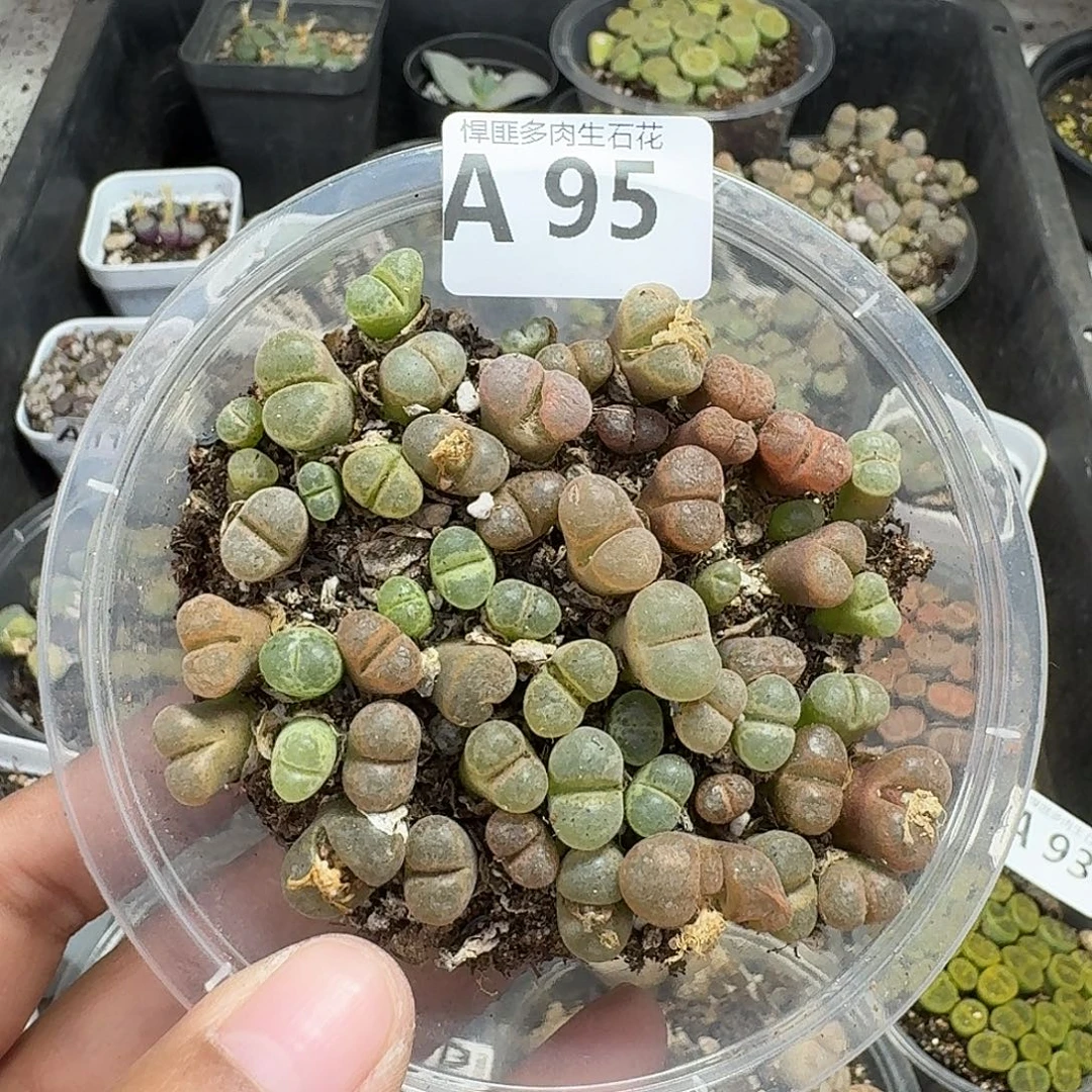 95多肉植物多肉植物