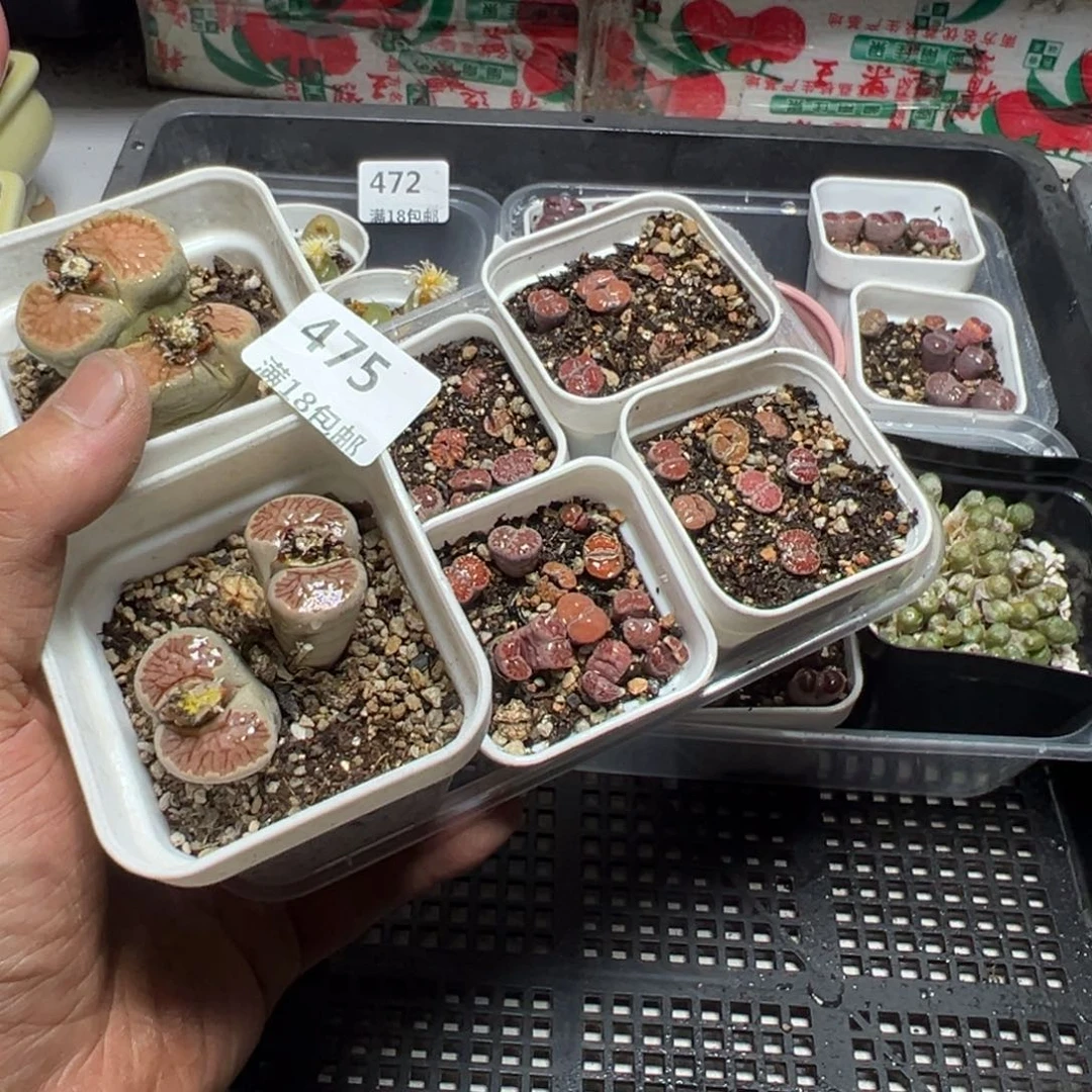 【闪购商品】 475。