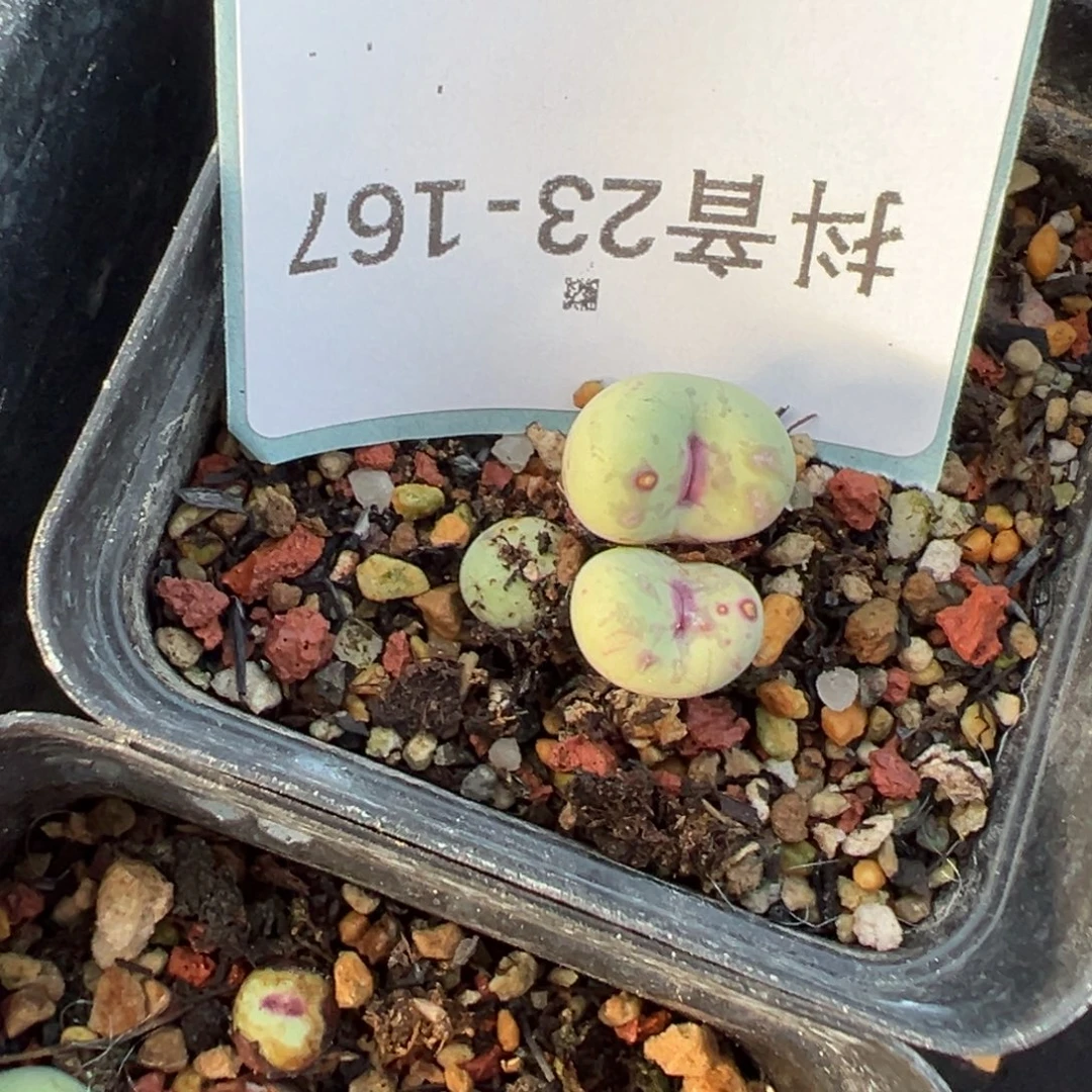 23-167肉锥多肉植物