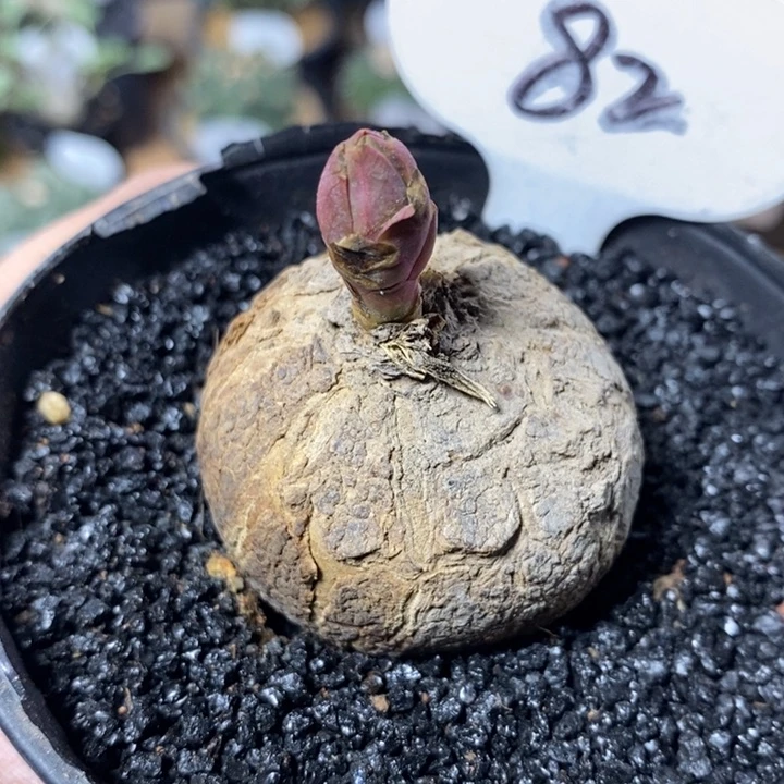 瑟**抖专拍82号玫瑰