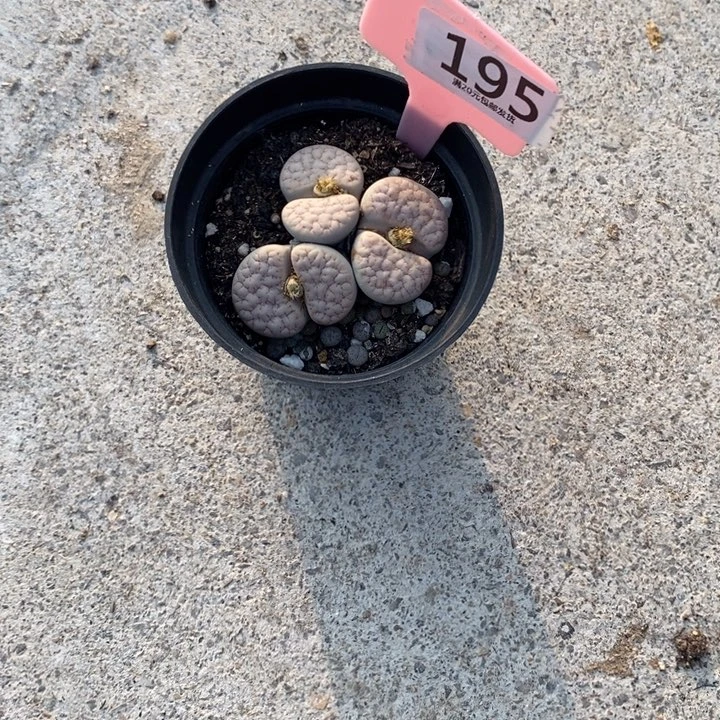 ****️生石花等植物的生长195