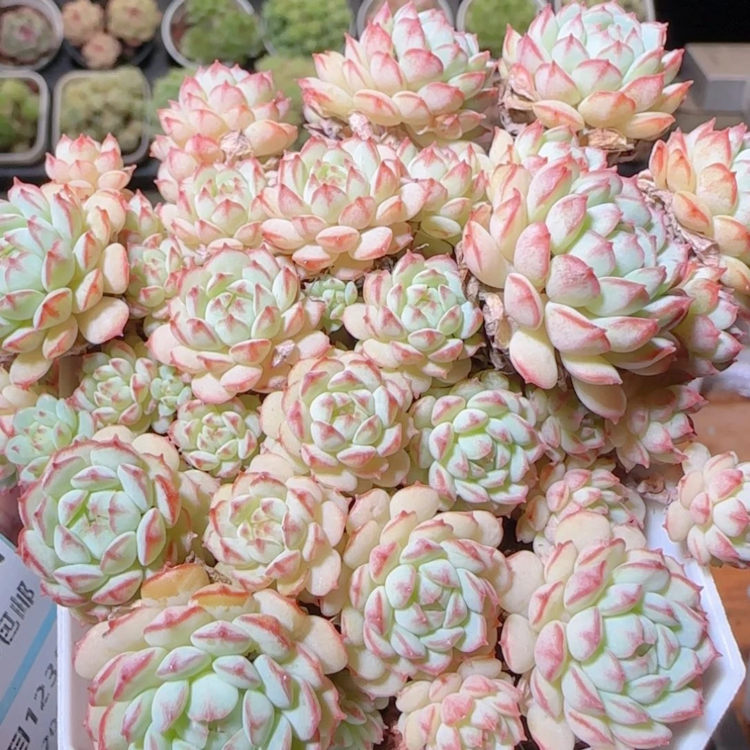 花语逸镜1023-22杂交