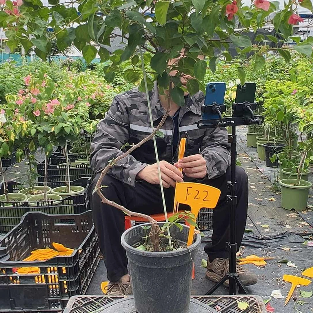 温***雨当前无花栽培后可以开花F22日落