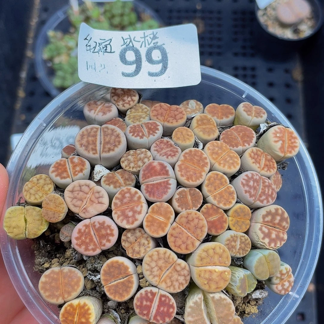 990000000花花花花花花