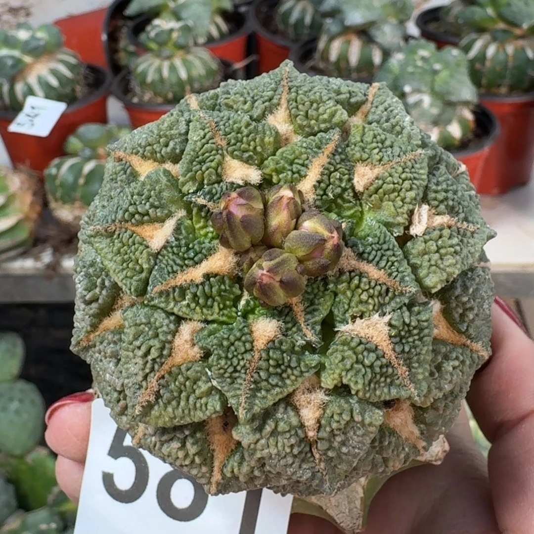【闪购商品】无花朵欣****0颗粒大尤黑黑牡丹581