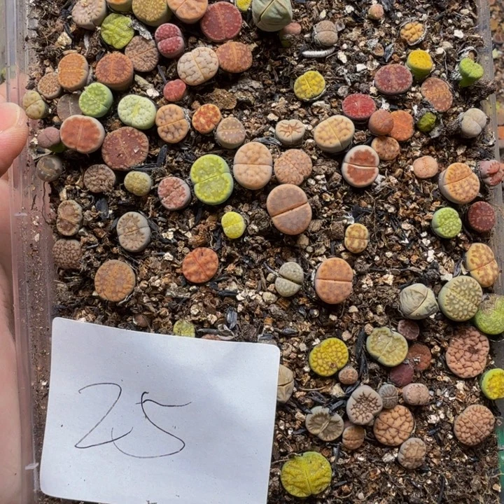多肉植物的生长发育25
