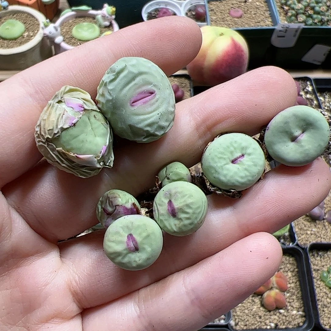 【闪购商品】18 开播福利