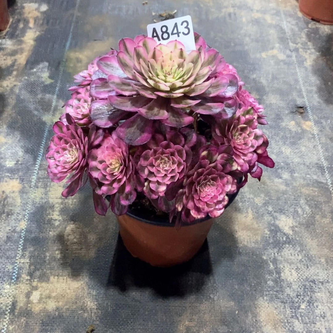 自**然嫩桩白月光843多肉法师