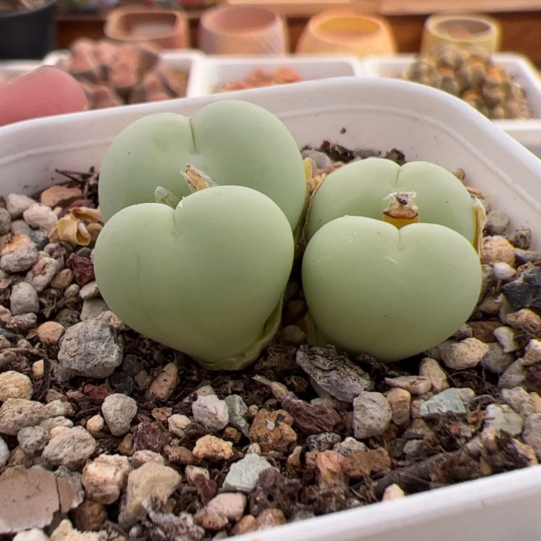 043号小拳拳 多肉植物