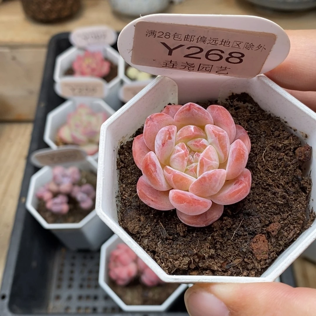 0268 草莓果酱 3.5cm