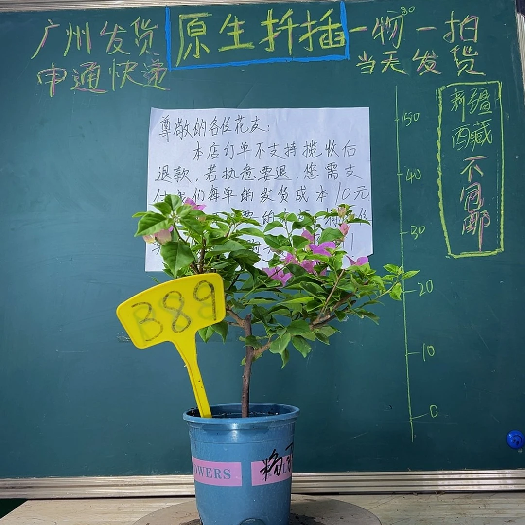 当前无花栽培后可以开花 福利 粉可爱  389