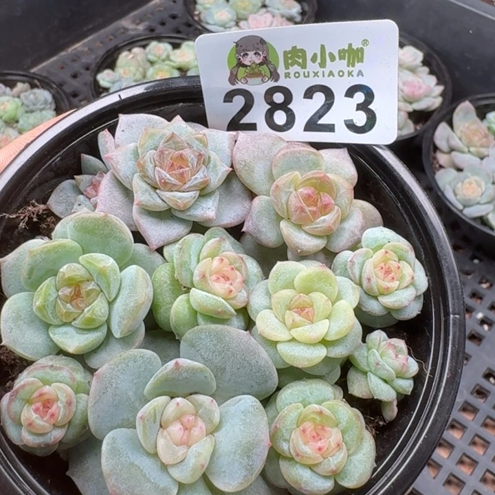 多肉植物多肉植物