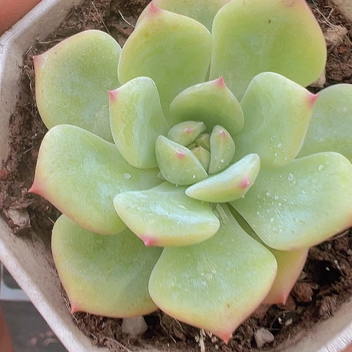 Ak玛利亚精品多肉植物大战