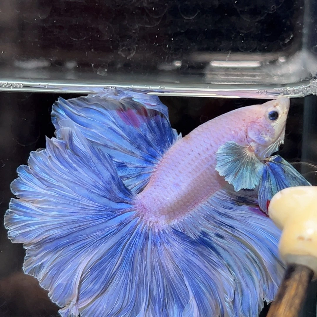 斗鱼5号7.5+蓝紫色球型体态