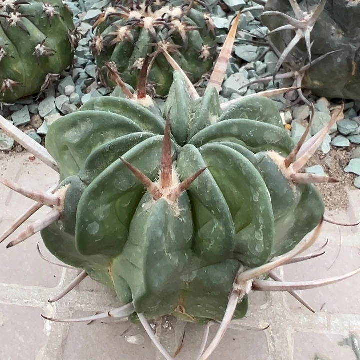 金刺龙剑。苗接落地自根