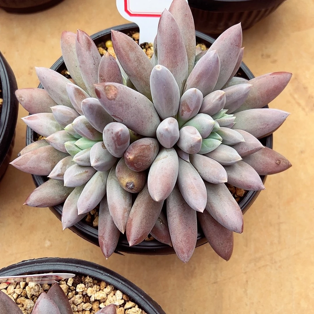 0829-41焦糖哥特萝莉