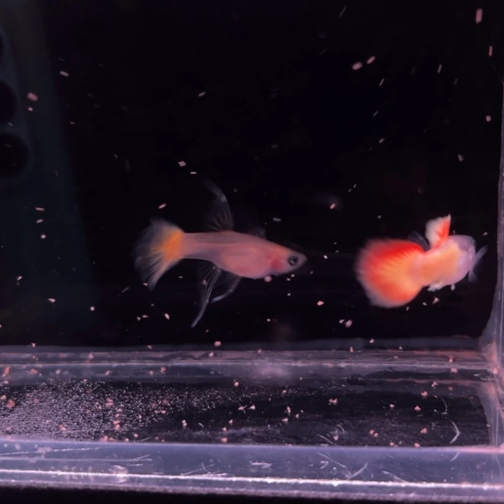 孔雀鱼日落玻璃猫大Ｃ1对