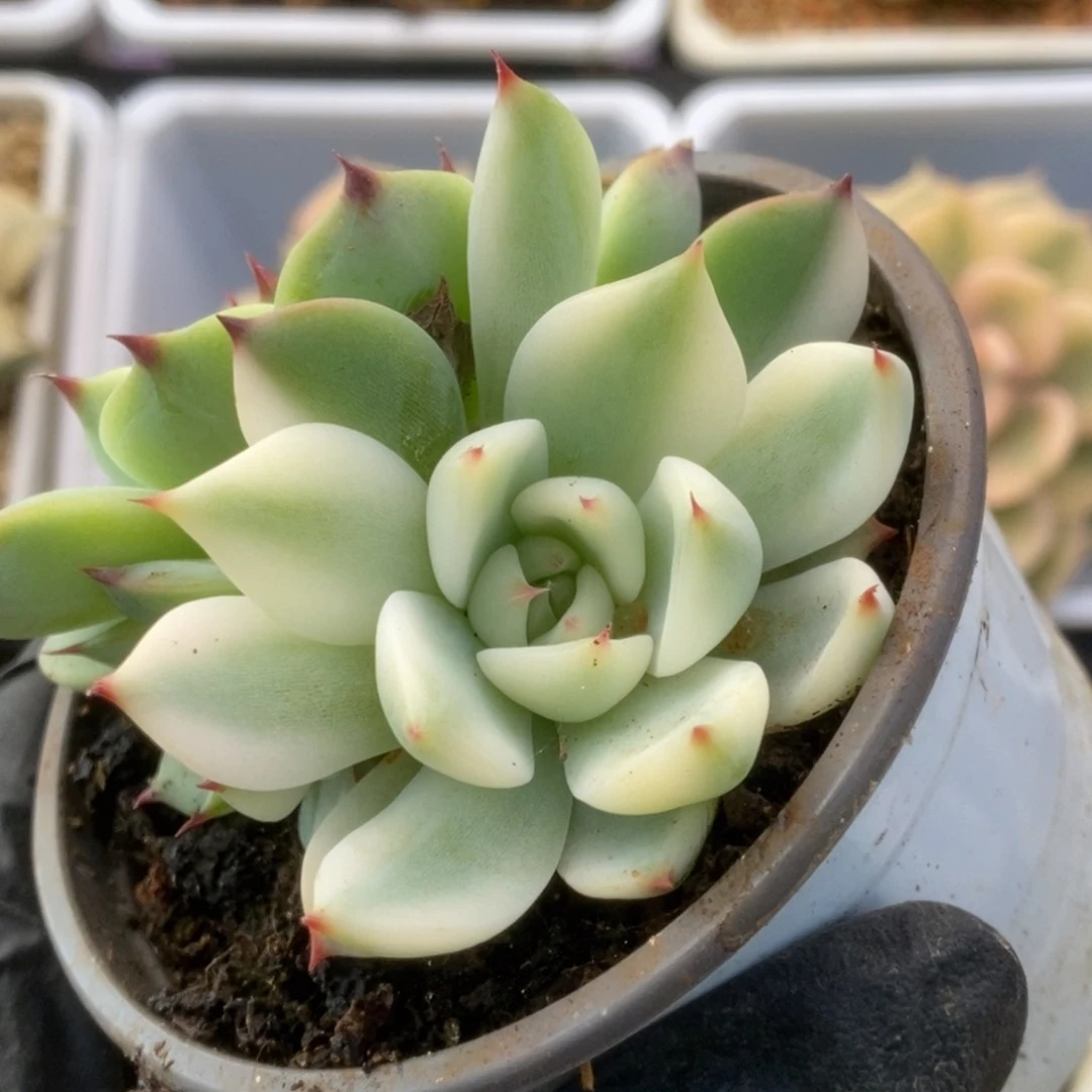 066锦锦锦锦锦锦锦锦