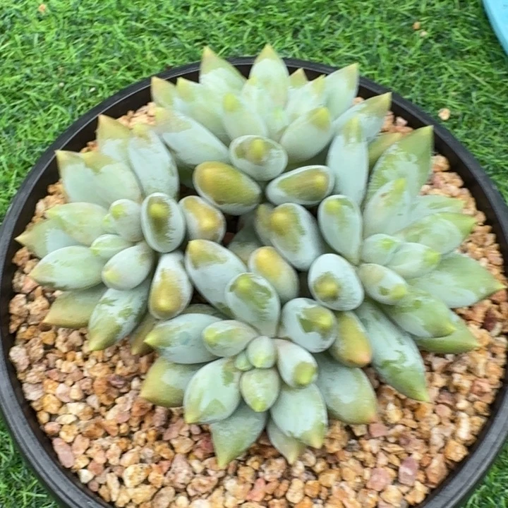 多肉植物哥特萝莉
