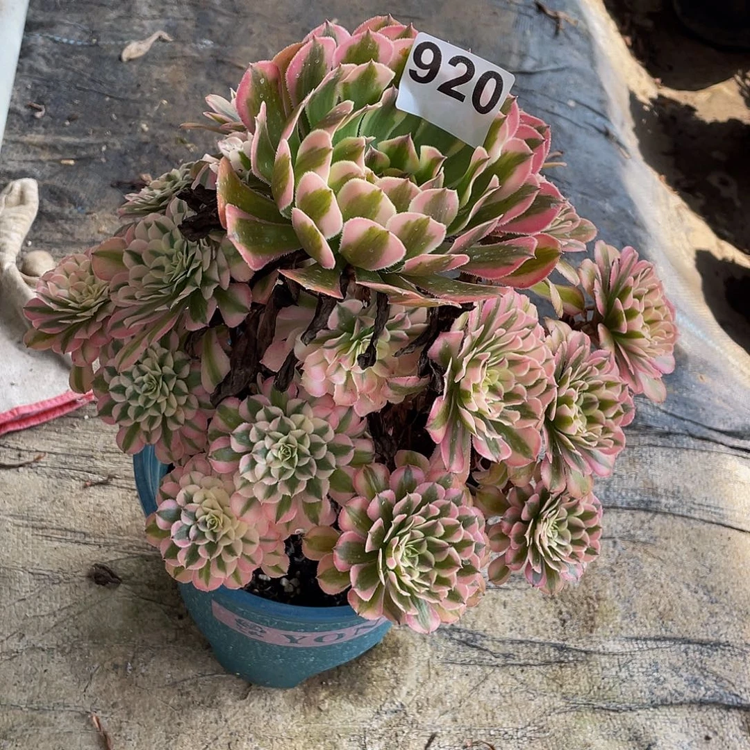 姗***s多肉法师920号粉铜发货不包损