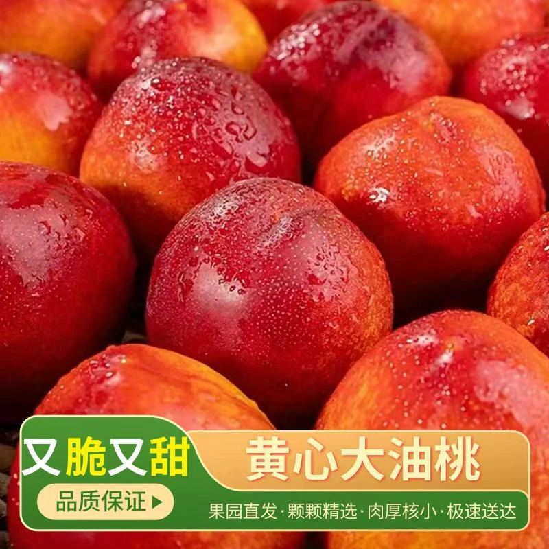 山东黄心桃子黄肉油桃产地现摘现发坏果包赔应季水果