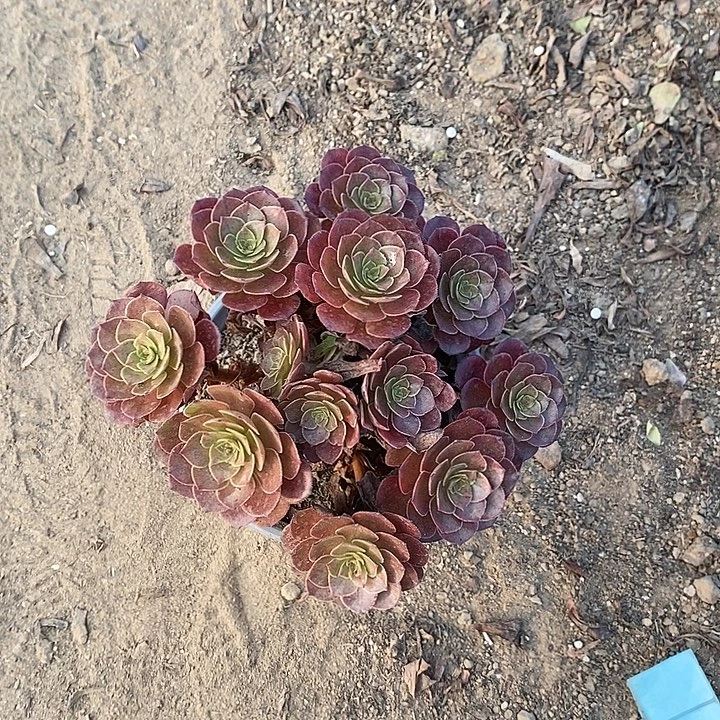 桃花石9多肉植物法师法师法师