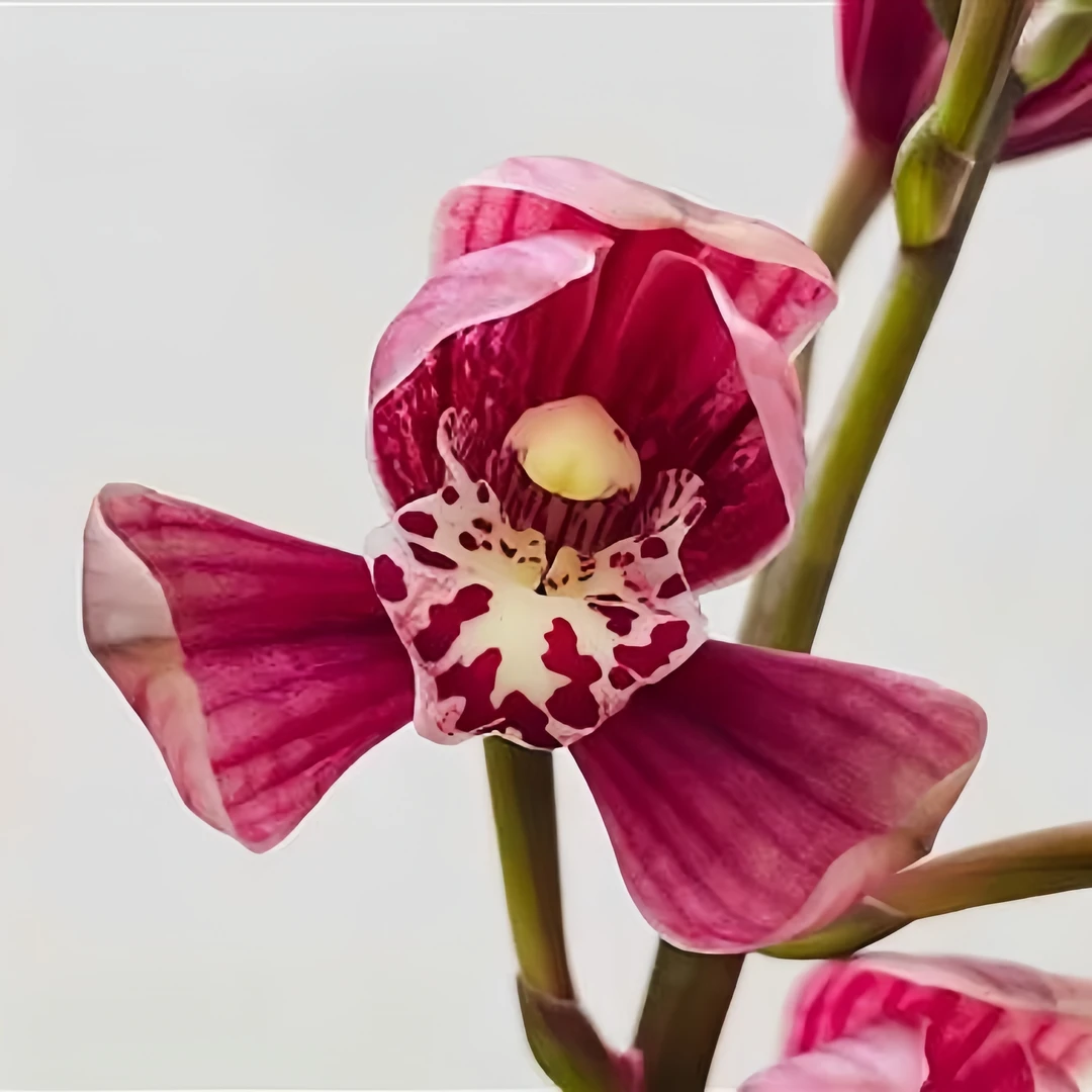 【建兰-紫韵红荷】古道兰艺高山国兰 易养活无温室阳台养兰